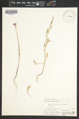 Erucaria hispanica image