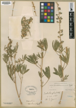 Lupinus × alpestris image