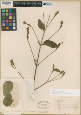 Cordia spinescens image