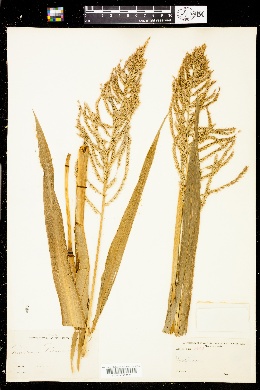 Panicum palmeri image