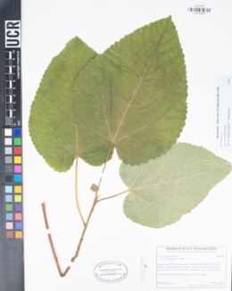 Ficus palmata image