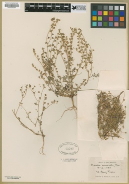 Eucrypta micrantha image
