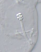 Hypsibius camelopardalis image