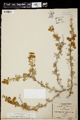 Image of Mimosa monancistra