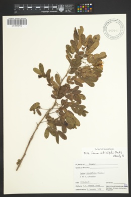 Image of Senna robiniifolia