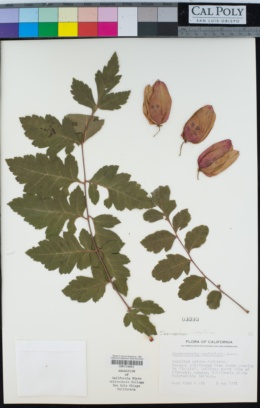 Koelreuteria paniculata image