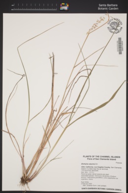 Image of Ehrharta calycina