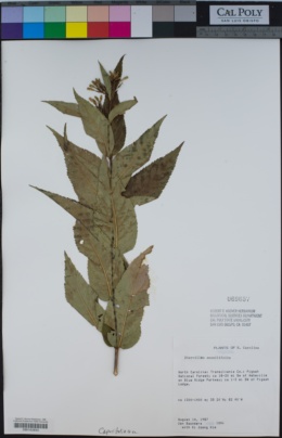 Image of Diervilla sessilifolia