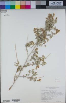 Image of Ambrosia eriocentra