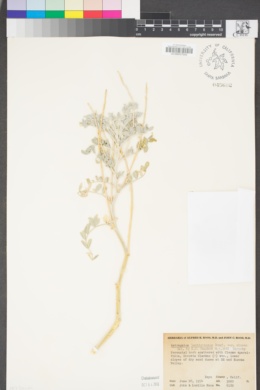Astragalus lentiginosus var. micans image