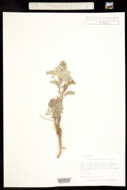 Croton sancti-lazari image