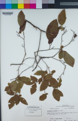 Image of Eubotrys racemosa