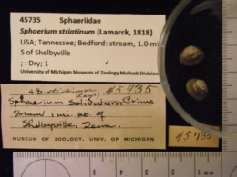 Sphaerium striatinum image