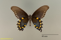 Papilio zelicaon image