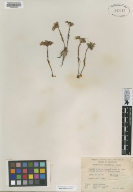 Image of Hasseanthus nesioticus