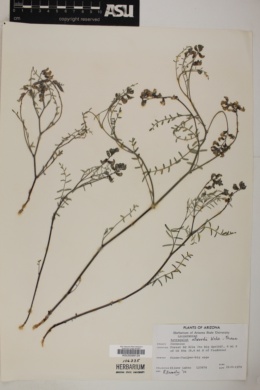 Image of Astragalus atwoodii