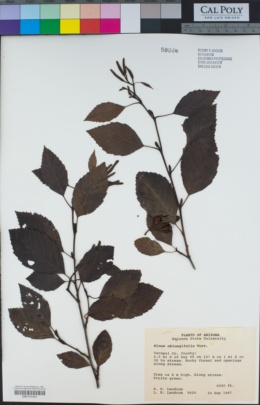 Image of Alnus oblongifolia
