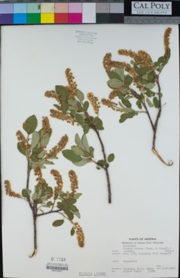Prunus virens image