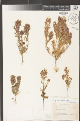 Castilleja exserta subsp. venusta image