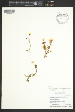 Image of Claytonia sarmentosa