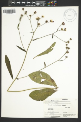 Image of Vernonia acaulis