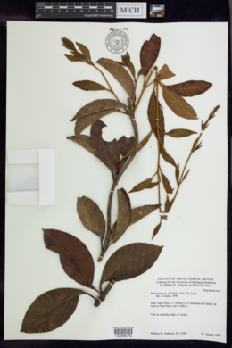 Image of Banisteriopsis salicifolia