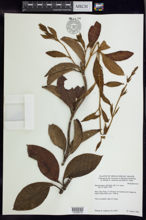 Banisteriopsis salicifolia image
