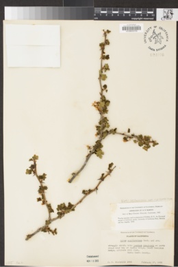 Ribes californicum var. californicum image