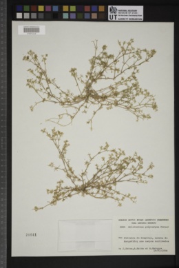 Scleranthus annuus subsp. polycarpos image