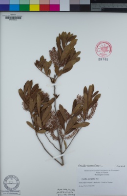 Image of Cyrilla racemiflora