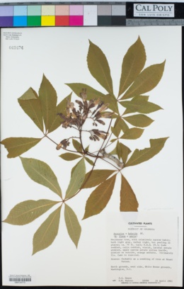 Image of Aesculus × hybrida