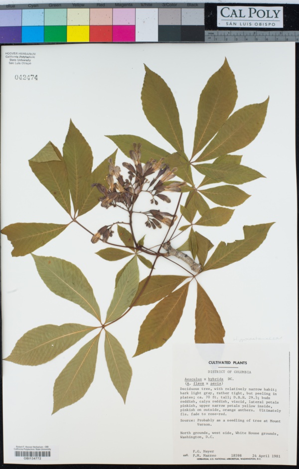 Aesculus × hybrida image
