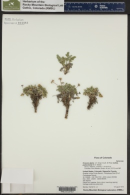 Oreoxis alpina subsp. puberulenta image