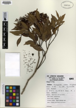 Image of Syzygium wesa