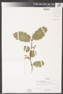 Quercus parvula var. tamalpaisensis image