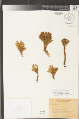 Aphyllon californicum subsp. condensum image