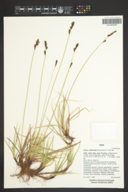 Carex utahensis image