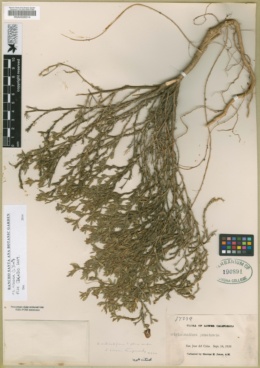 Stylosanthes viscosa image