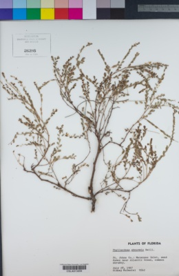 Image of Phyllanthus abnormis