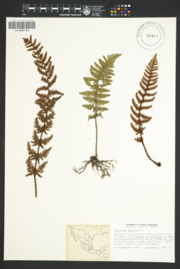 Notholaena galeottii image