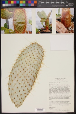 Opuntia echios image