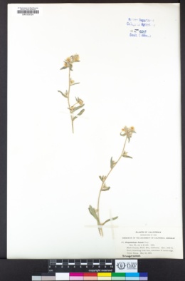 Plagiobothrys jonesii image