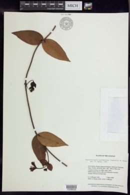 Banisteriopsis pulcherrima image